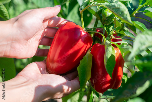 Farmer is gathering and picking red ripe bell peppers from bush with green leaves on vegetable bed on sunny day. Organic eco veggies cultivation and harvesting in garden.