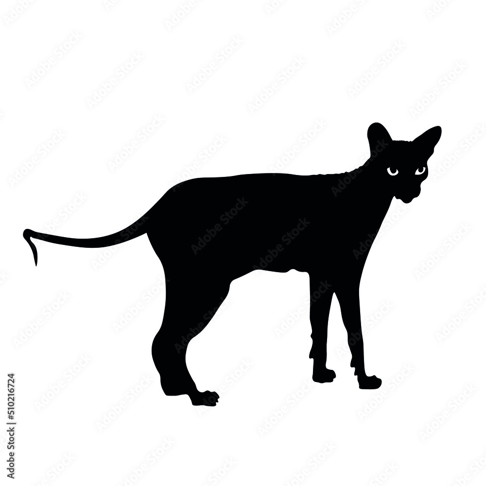 Silhouette of funny Sphynx cat on white background