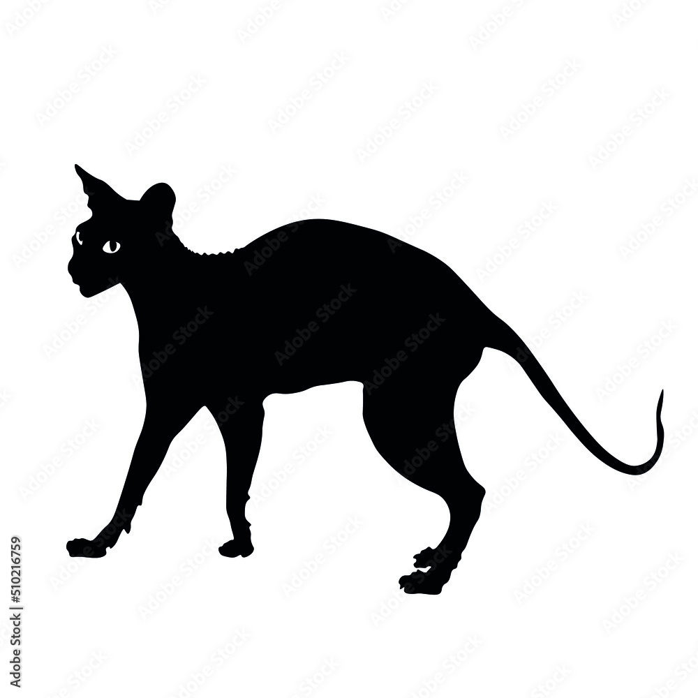 Silhouette of funny Sphynx cat on white background