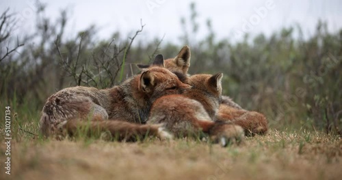 Interaction between several red foxes in the plain