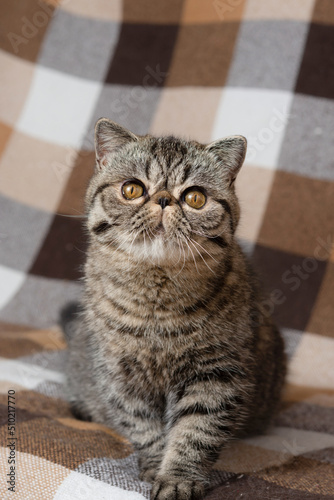 A beautiful kitten of the exotic shorthair breed lies on the brown background of the house. Color striped brown