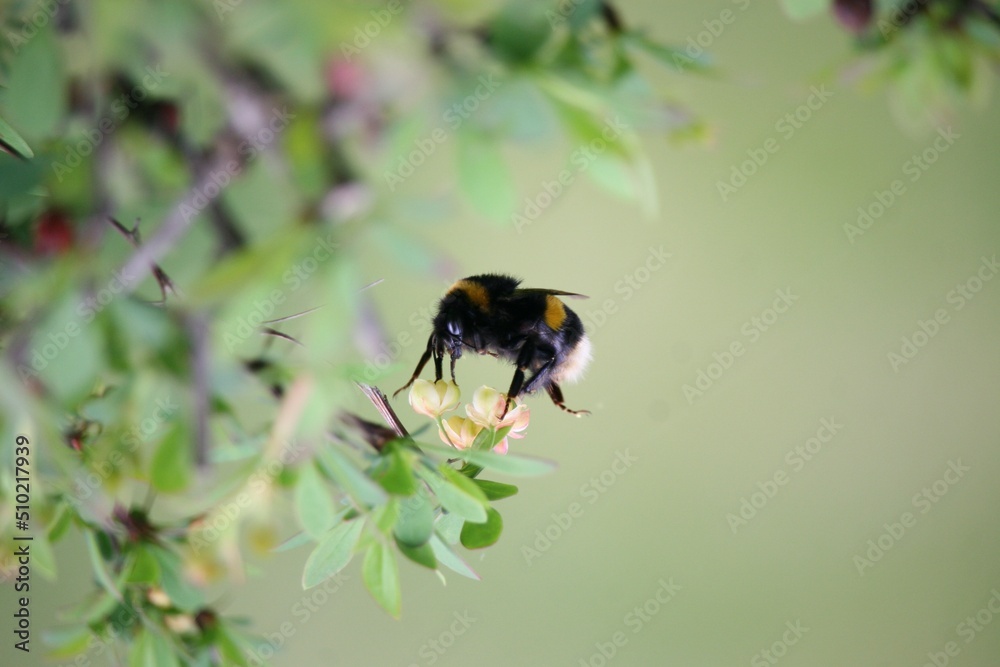 Bubblebee interacting with a plant Bubblebee interacting with a plant