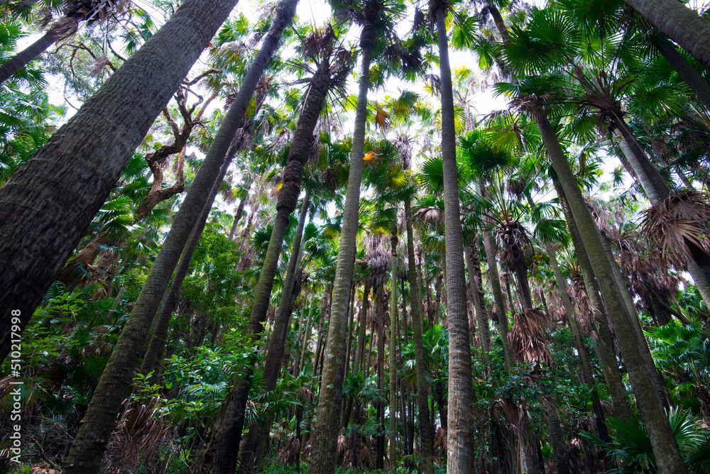 Fototapeta premium Pacific Palms