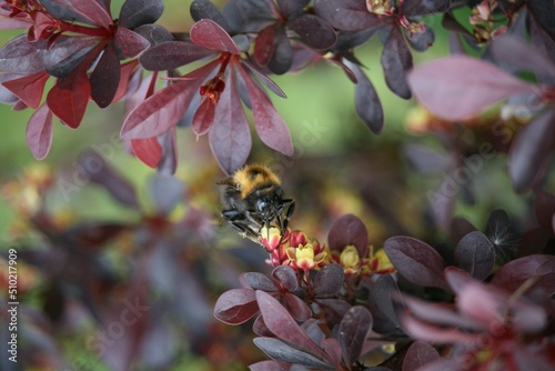 Bubblebee interacting with a plant photo