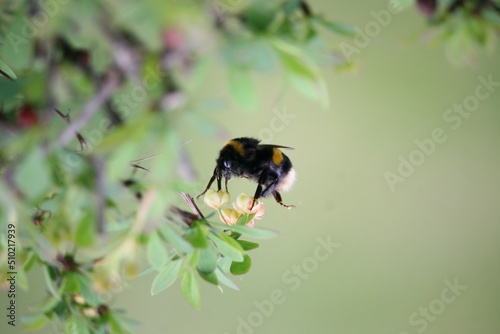 Bubblebee interacting with a plant © Alexander