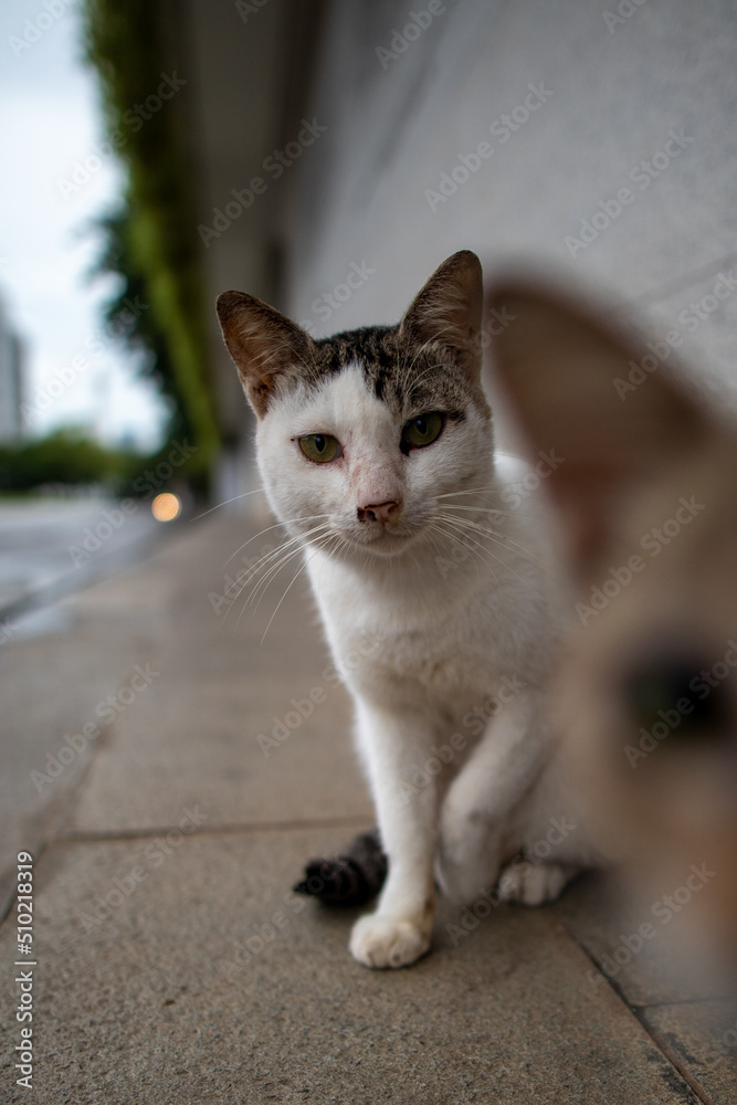 stray cat photobombed