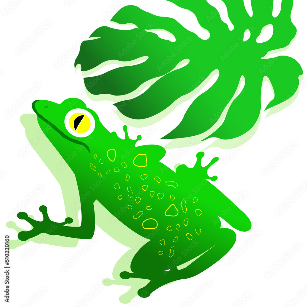 Obraz premium vector illustration of green frog on white