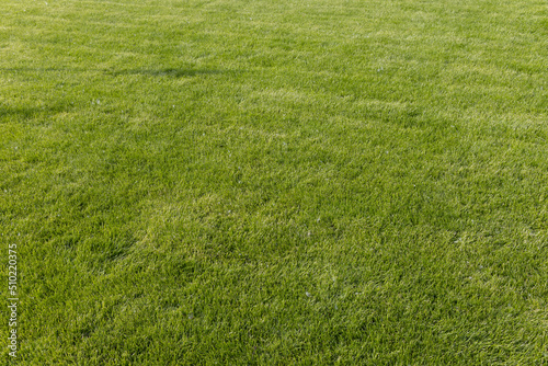 The texture of green artificial grass. Covering for sports stadiums and decorations. Background and texture. Ukraine.