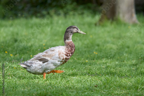  Indian runner duck in garden