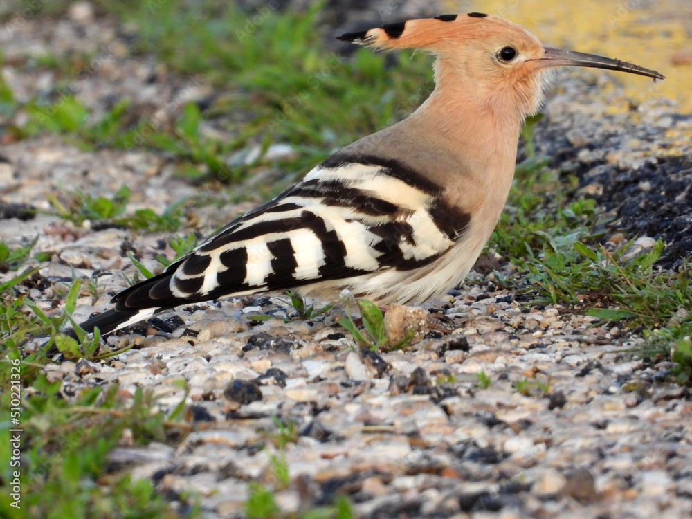 Hoopoe bird in the forest Hoopoe bird in the forest