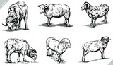 black and white engrave ink draw sheep vector set illustration