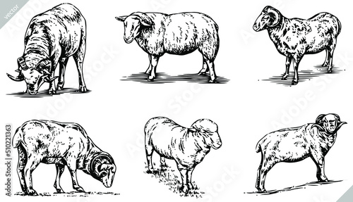 black and white engrave ink draw sheep vector set illustration