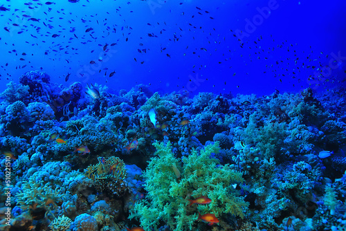 tropical sea underwater background diving ocean © kichigin19