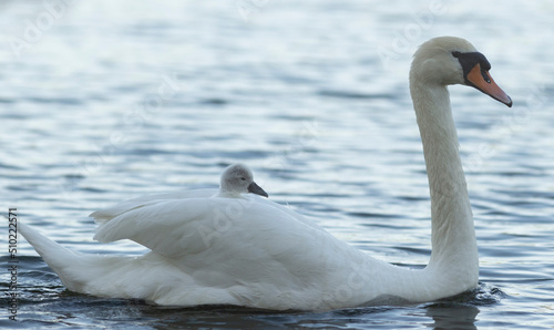 mute swan cygnus olor with signet on back