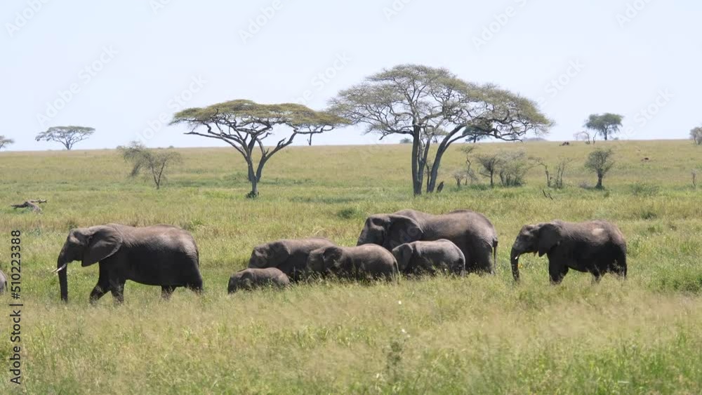 Wild Family Herd Of African Elephants Walking In African Grassland Savannah Wild Family Herd Of African Elephants Walking In African Grassland Savannah