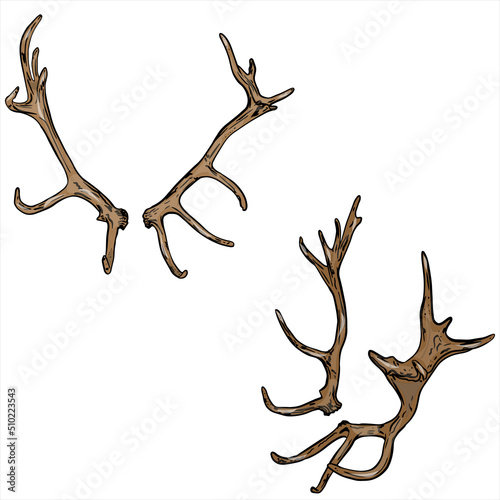 Vector illustration of a set of deer antlers  isolated on white background. Doodle hunting for printing on paper  logo  clothes  blanks for designers  shops
