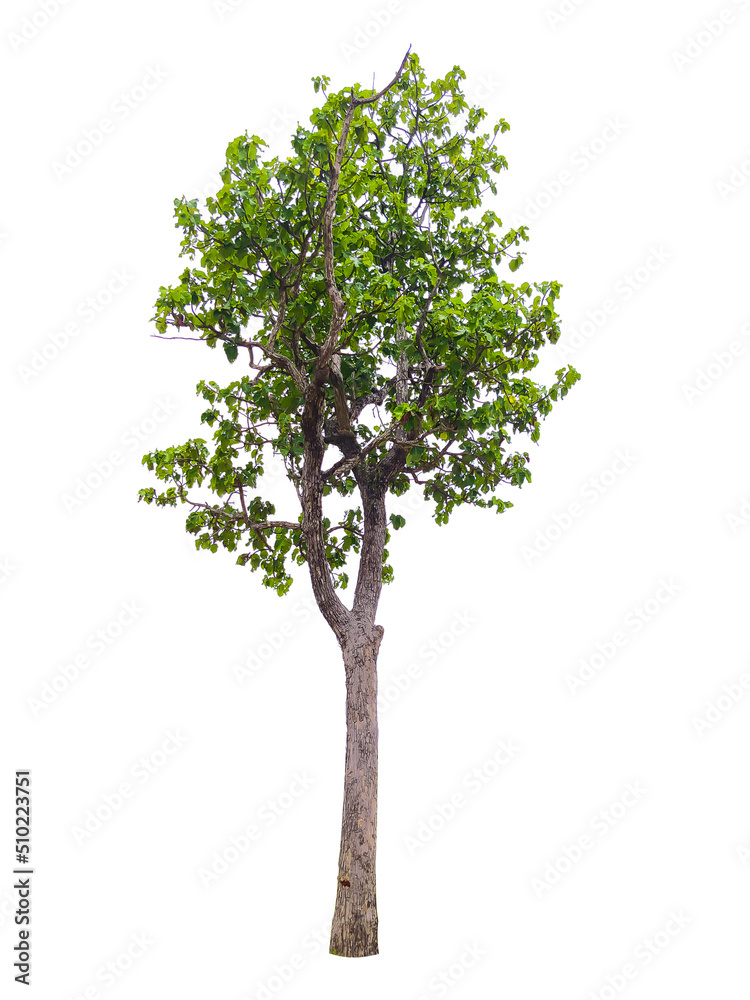 isolated tree on a white background,clipping paths.