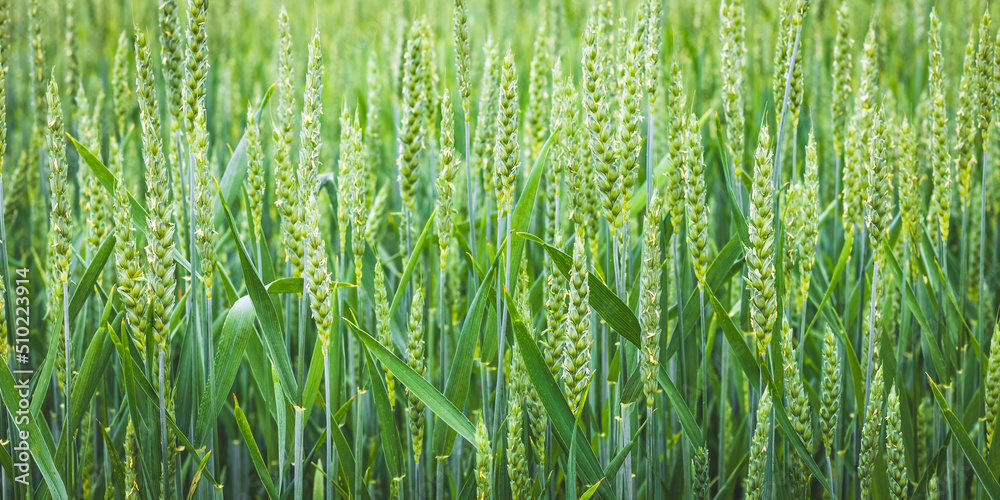 Obraz premium Green wheat growing in the summer field in sunny day. Fresh young ears close-up. Agriculture scene.