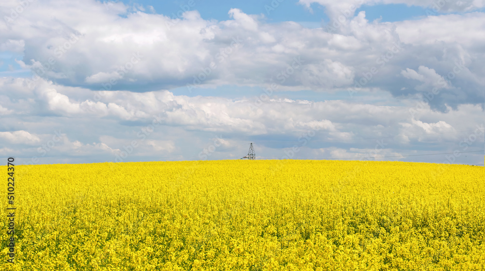 Yellow rapeseed field panoramic wide angle view with beautiul sky. Yellow field of flowering rape against blue sky with clouds. Natural landscape background. Summer landscape, blooming rapeseed field Yellow rapeseed field panoramic wide angle view with beautiul sky. Yellow field of flowering rape against blue sky with clouds. Natural landscape background. Summer landscape, blooming rapeseed field