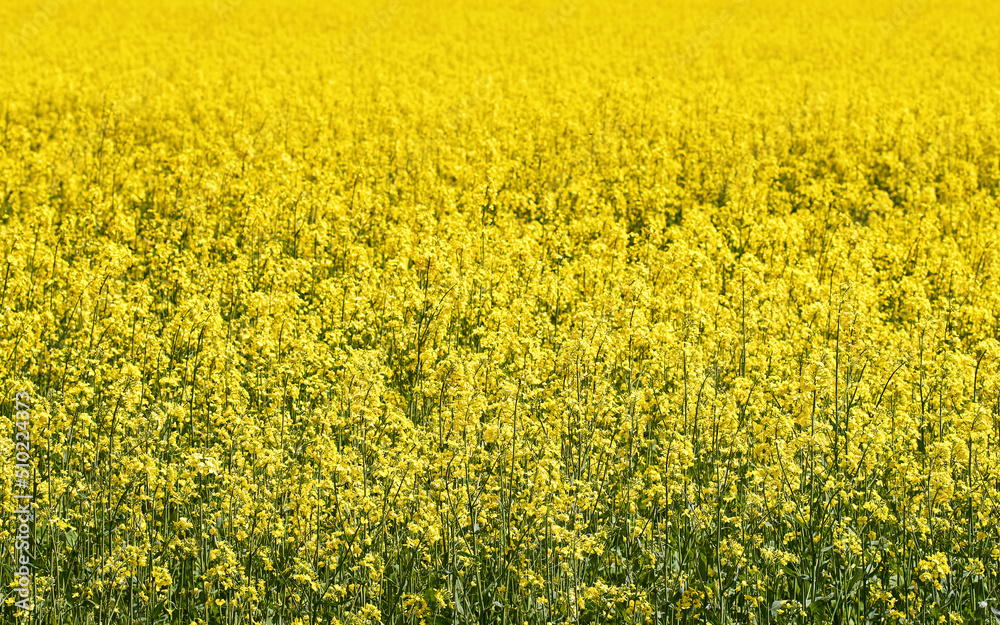 Yellow rapeseed field close up view. Yellow field of flowering rape closeup, nature wallpaper. Natural landscape background. Summer landscape, blooming rapeseed field. Yellow rapeseed field close up view. Yellow field of flowering rape closeup, nature wallpaper. Natural landscape background. Summer landscape, blooming rapeseed field.