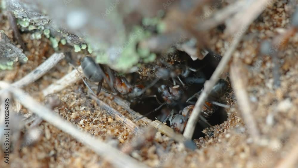 The small hole on the ground for the ants to go in is their anthill in Estonia The small hole on the ground for the ants to go in is their anthill in Estonia
