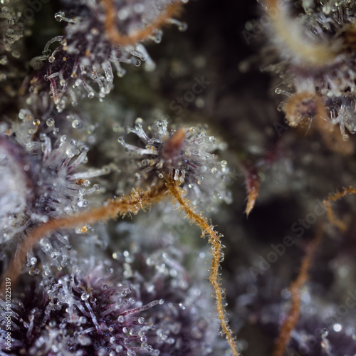 Cannabis bud ultra close up ultra zoom macro. Trichomes and pistils orange and yellow.