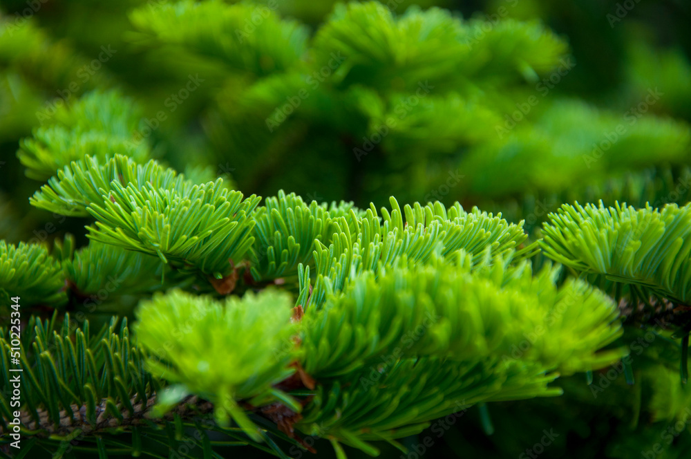 Taiwan, National Forest, Recreation Area, Hehuan Mountain, Cypress, Emerald Green Taiwan, National Forest, Recreation Area, Hehuan Mountain, Cypress, Emerald Green