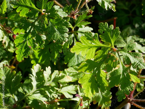 Fototapeta Naklejka Na Ścianę i Meble -  close-up of a green leaf