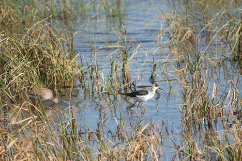 Black-winged stilt Himantopus himantopus to the right and black-tailed godwits Limosa limosa to the left. Oiseaux du Djoudj N.P. Saint-Louis. Senegal.