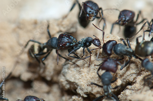 Golden backed ant Camponotus sericeus attacking another one. Oiseaux du Djoudj National Park. Saint-Louis. Senegal. © Víctor