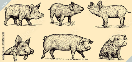 black and white engrave isolated pig set vector illustration