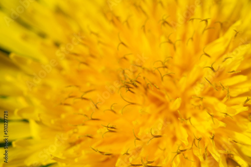 Yellow dandelion flower  petals close-up