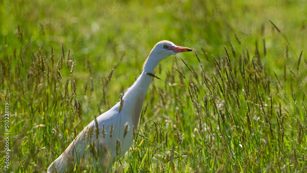 Fototapeta premium cattle egret hiding in the grass of the meadow
