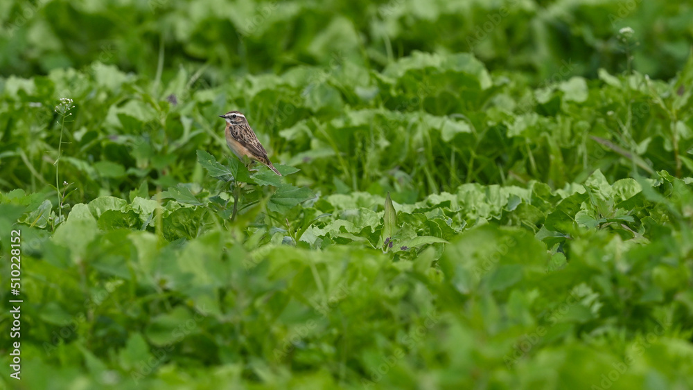 Whinchat laid on the grass in the middle of the meadow Whinchat laid on the grass in the middle of the meadow