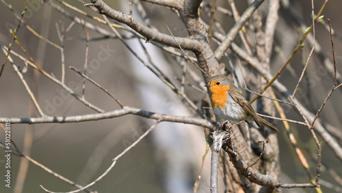 robin resting on the tree branch © fotonaturali