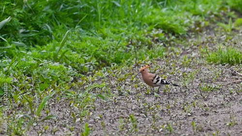 hoopoe looks for food on the lawn