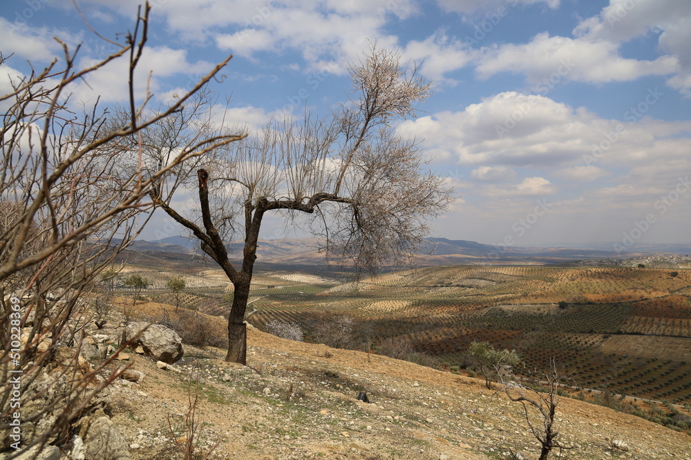 A flowering tree overlooking the plain A flowering tree overlooking the plain