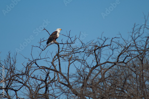 African fish eagle Haliaeetus vocifer. Oiseaux du Djoudj National Park. Saint-Louis. Senegal.