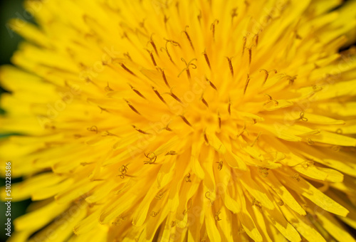 Yellow dandelion flower  petals close-up