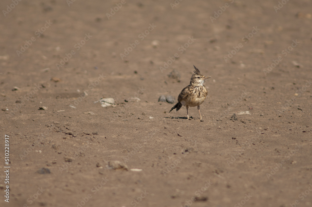 Crested lark Galerida cristata senegallensis. Oiseaux du Djoudj National Park. Saint-Louis. Senegal. Crested lark Galerida cristata senegallensis. Oiseaux du Djoudj National Park. Saint-Louis. Senegal.