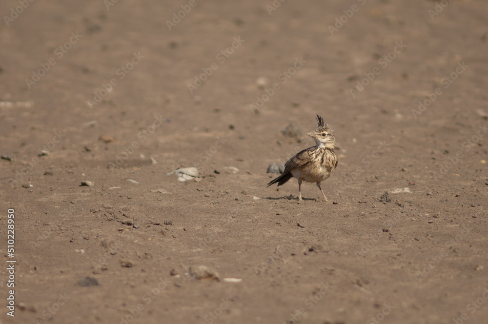 Crested lark Galerida cristata senegallensis. Oiseaux du Djoudj National Park. Saint-Louis. Senegal.