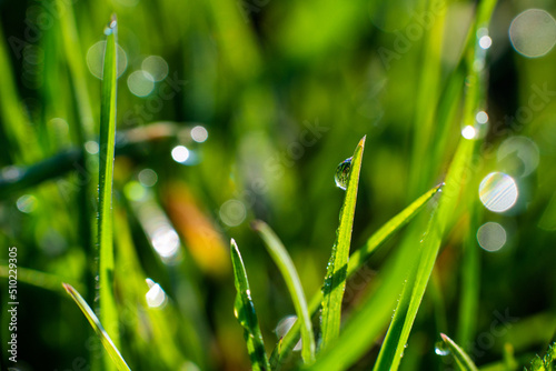Close-up of green blades of grass with drops of dew or rain, on a green blurred background