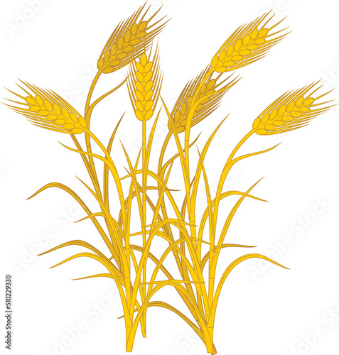 Ripe yellow spikelets of rye isolated on white background