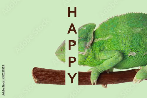 Cute chameleon on branch an...
