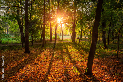 Nature during autumn in Poland, Autumn forest at sunset. © shaiith
