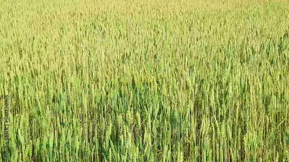 Green golden wheat ears field swaying in the wind Green golden wheat ears field swaying in the wind
