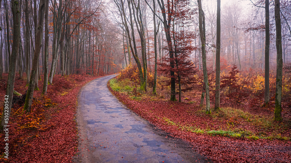 Asphalt road leading through foggy forest in autumn. Asphalt road leading through foggy forest in autumn.