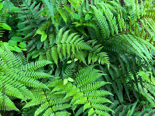 Overlapping green fern leaves