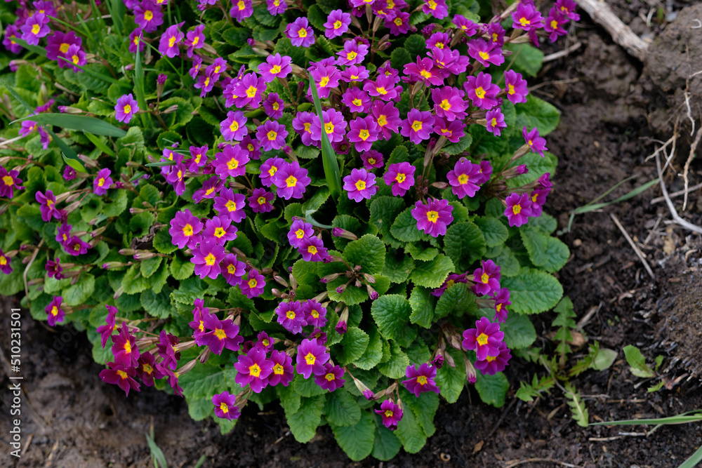 purple primroses in the garden, top view