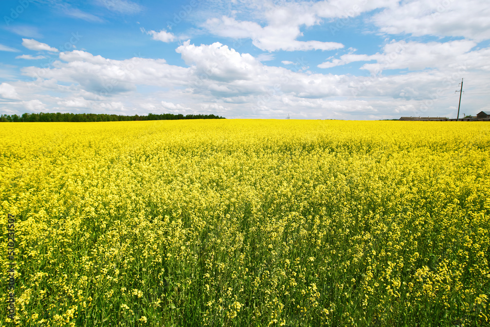 Yellow rapeseed field panoramic wide angle view with beautiul sky. Yellow field of flowering rape against blue sky with clouds. Natural landscape background. Summer landscape, blooming rapeseed field